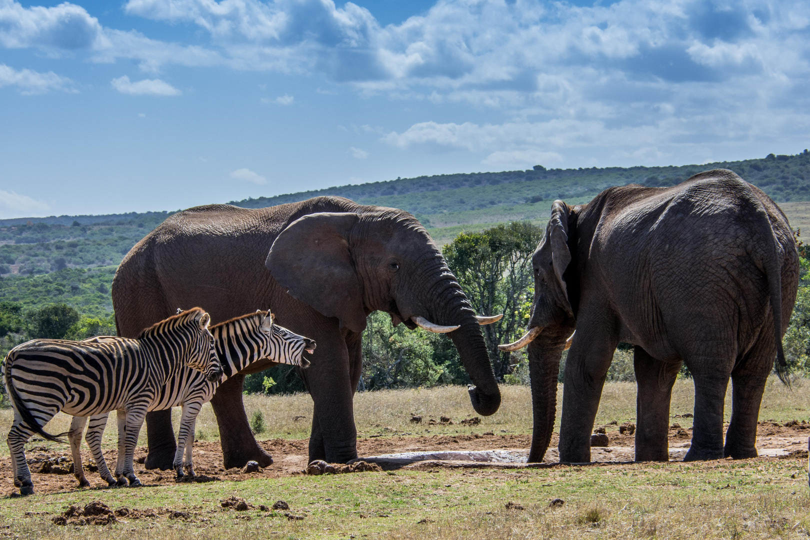 C2043 Addo Park - Südafrika 