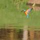 Eisvogel Schwebend ber den Wasser