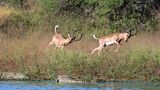 Impalas zwischen den Nilkrokodilen von Michael Kersten