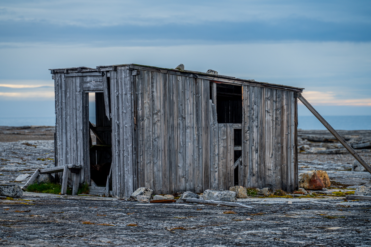 C2286 Spitzbergen - Boltodden - Iguanodon