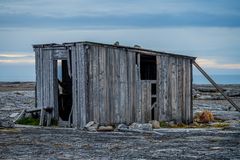 C2286 Spitzbergen - Boltodden - Iguanodon