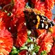 Schmetterling im Herbst