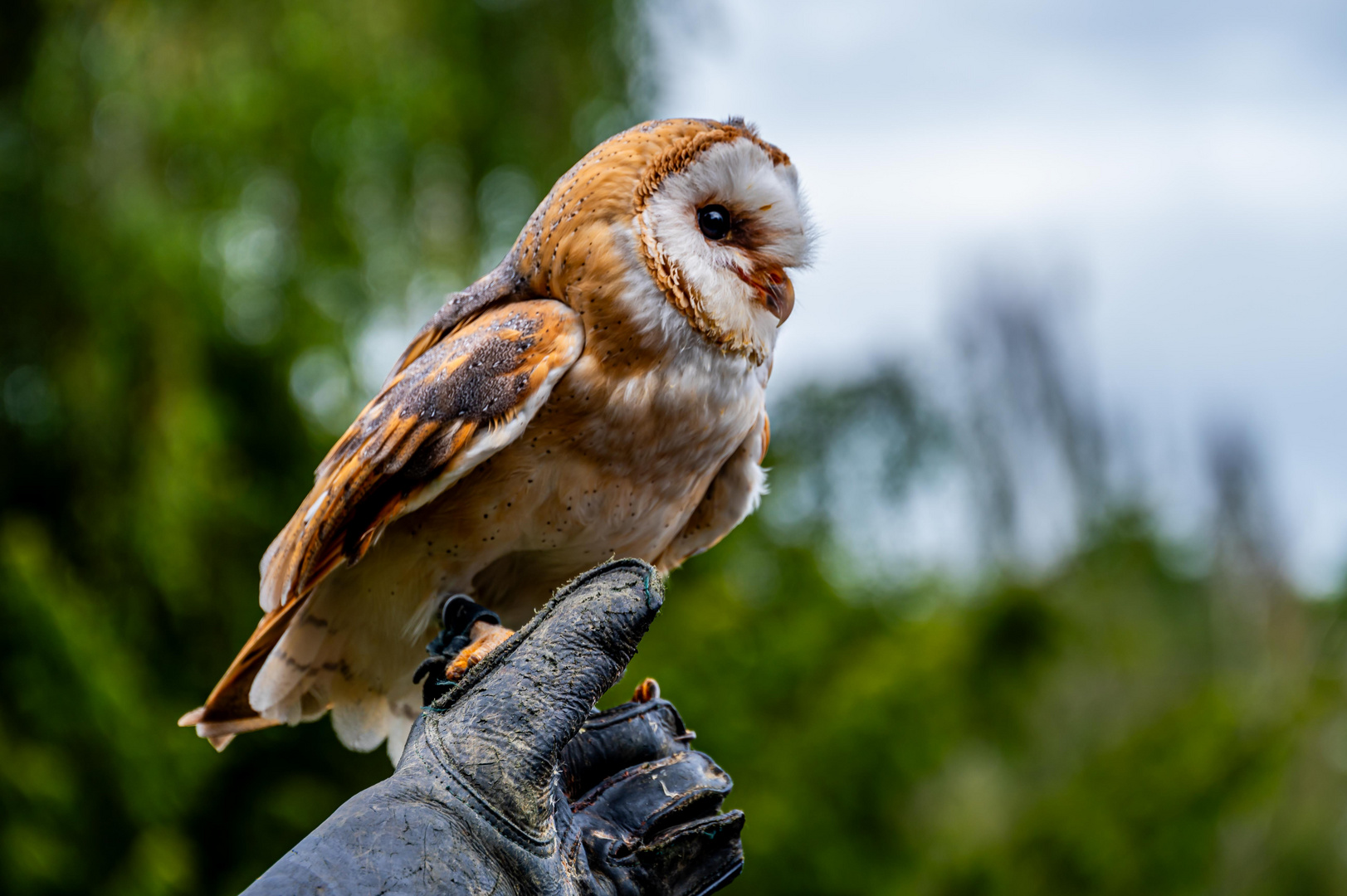 C2300 Vogelpark Walsrode