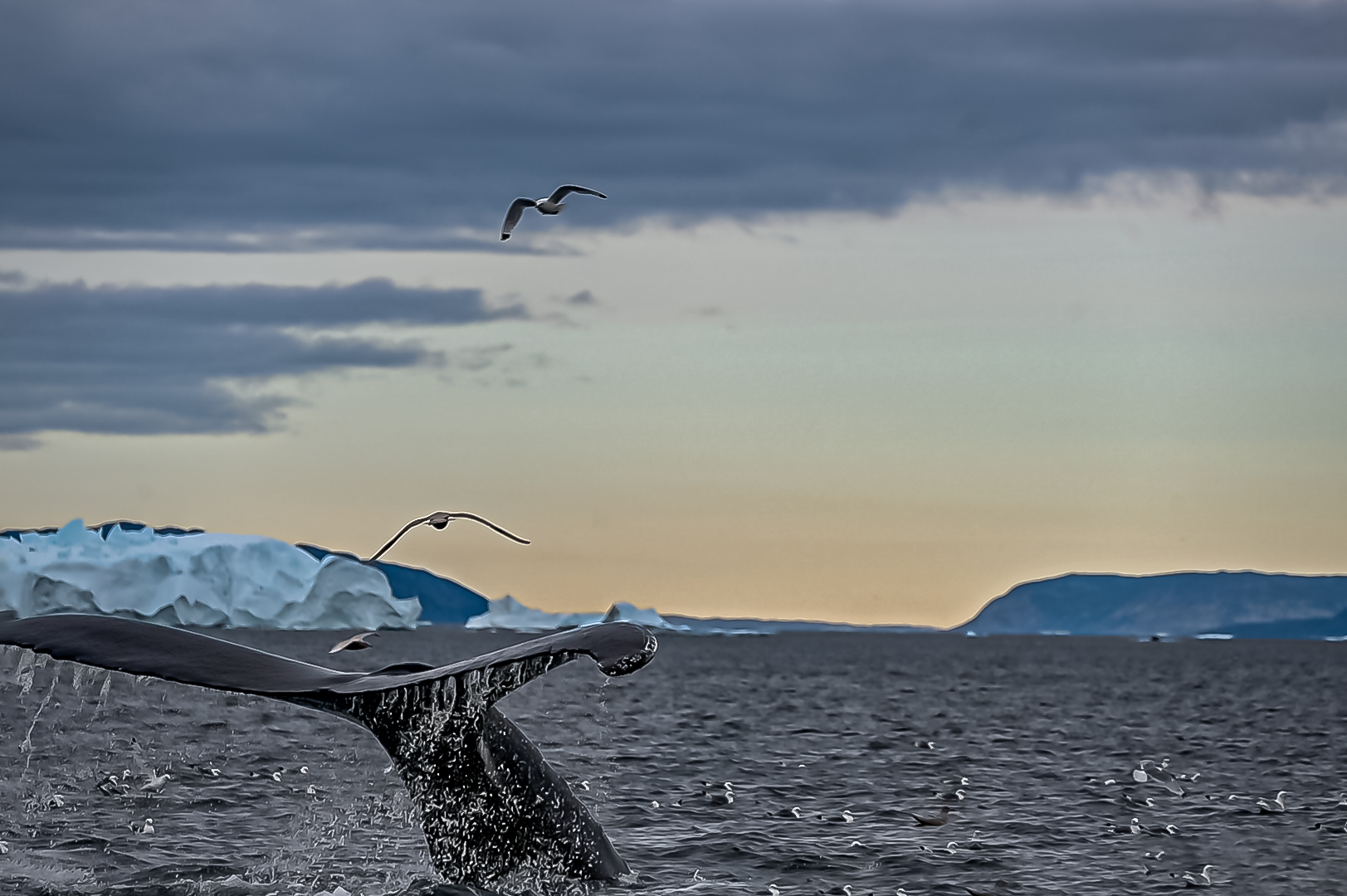 C2329 Grönland - Whale Safari