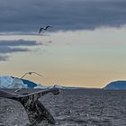 C2329 Grönland - Whale Safari