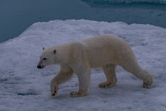 C2471 Arktis - Begegnung an der Eisgrenze