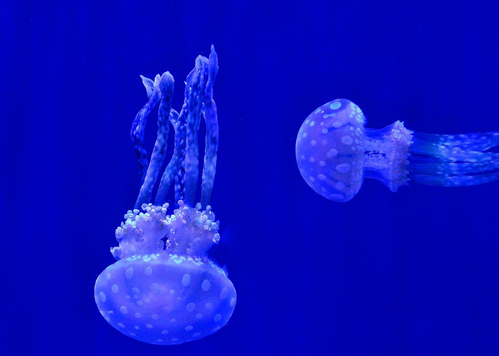 Medusas en casa azul by Martha Barreno