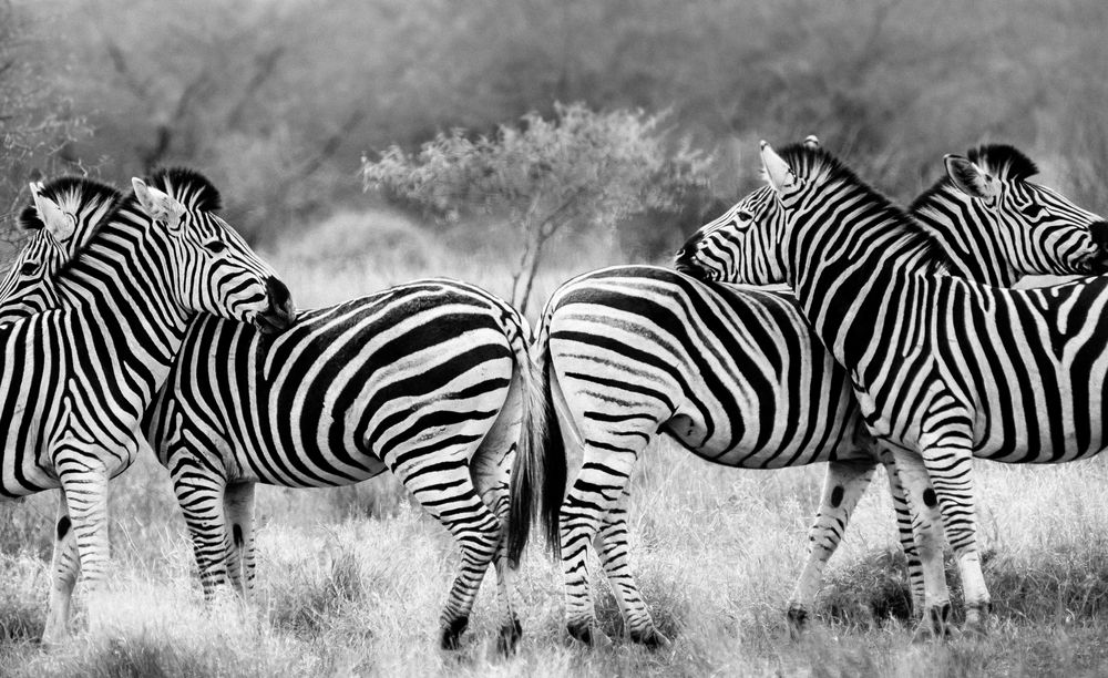 Zebra Crossing von ColesKIng 