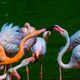 Flamingos im Karneval