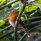 Rotkehlchen (Erithacus rubecula)