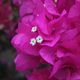 Bougainvillea