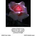 C3 ROSA ROSE ROSAM Lumineuse et Fragile