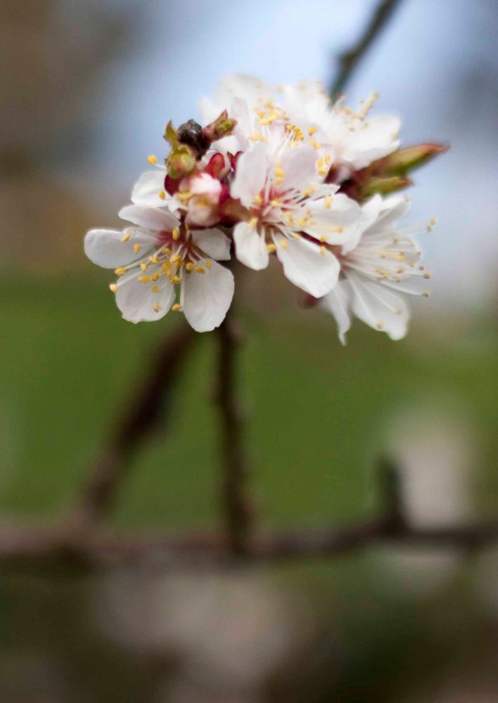 Kirschblüte von Simon Schmid07 