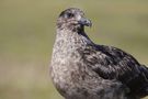 Große Raubmöwe (Stercorarius skua) auf Handa Island - Schottland von Andreas Pingel 