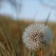 Pusteblume