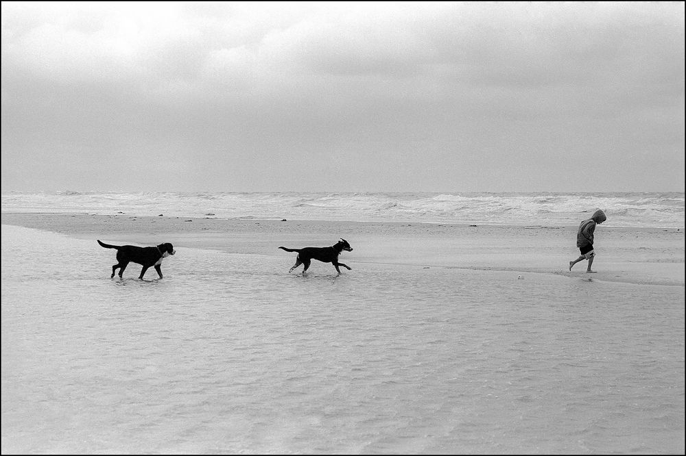 Folgsam - Amrum 1998 von Detlef Oster 