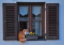 Fensterkatze by Wolfgang Stiepock 