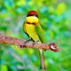 Bienenfresser im Wilpattu Nationalpark