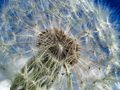 Pusteblume von Regine Stiller 