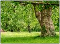 Im Schatten des Baumes by Manfred Bartels