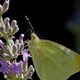 schmetterling auf lavendelbltte