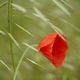 der rote Mohn