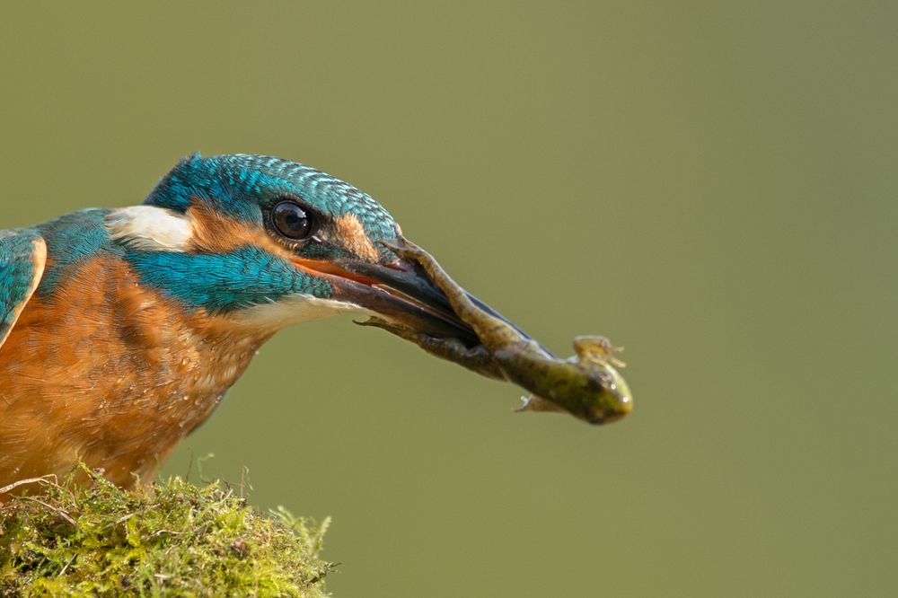 Eisvogel fängt Frosch von vienna wildlife