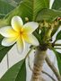 Frangipani von just a moment