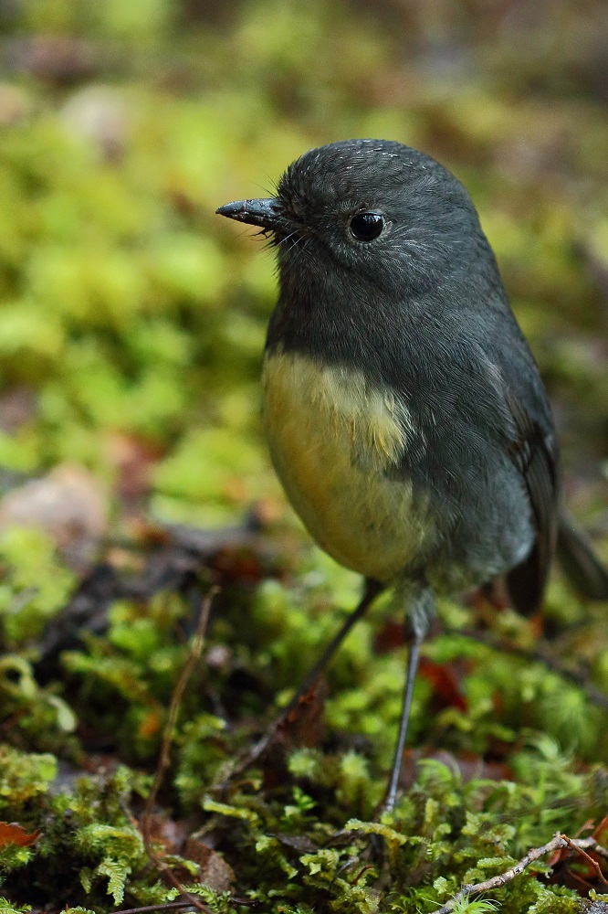 South-Island-Robin von MakroStepf 