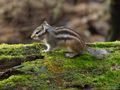 Siberian Ground Squirrel .. by Fons van Swaal