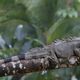 Leguan im Regen