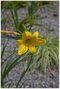 Gelbe Blume von Daisuke84 