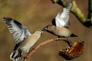 Il "bacio"... di pat-ricca 