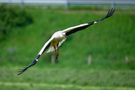 Storch 4 von Otto de Zoete