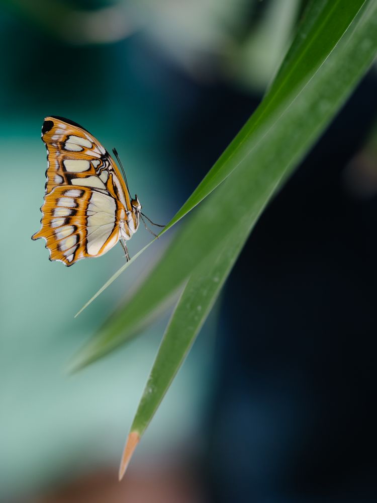 Schmetterling von Sam Green_H