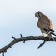  Turmfalke (Falco tinnunculus) 