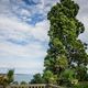 Insel Mainau - Bodensee