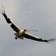 Weistorch in Berkach fliegt mit 2 sten zum Nest