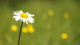 Viele Besucher auf der Blüte de FotoSamurai