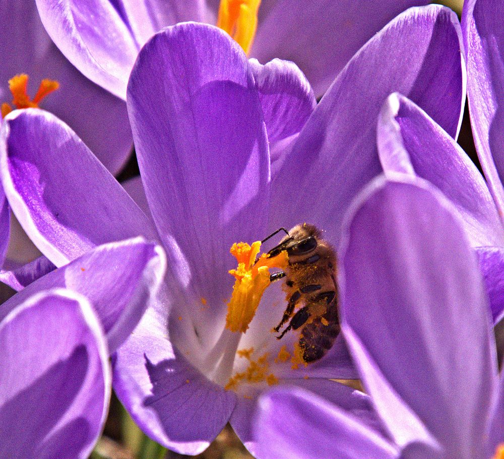 Endliches frischer Pollen von schoeru