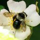 Graue Sandbiene (Andrena cineraria)