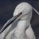 Seidenreiher Egretta garzetta