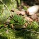 Frosch