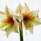 Amaryllis_2023