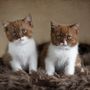 Britisch Kurzhaar Kittens / 2 von Heidi Bollich 