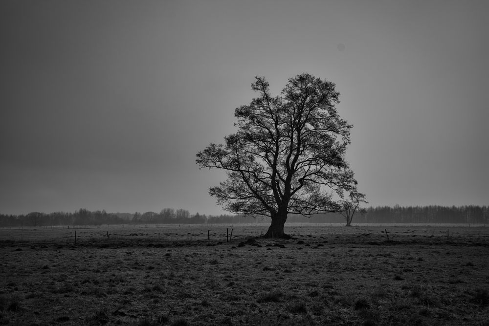 Einsamer Baum von Zebast1an