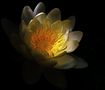 Water-Lily von gundlachpictures