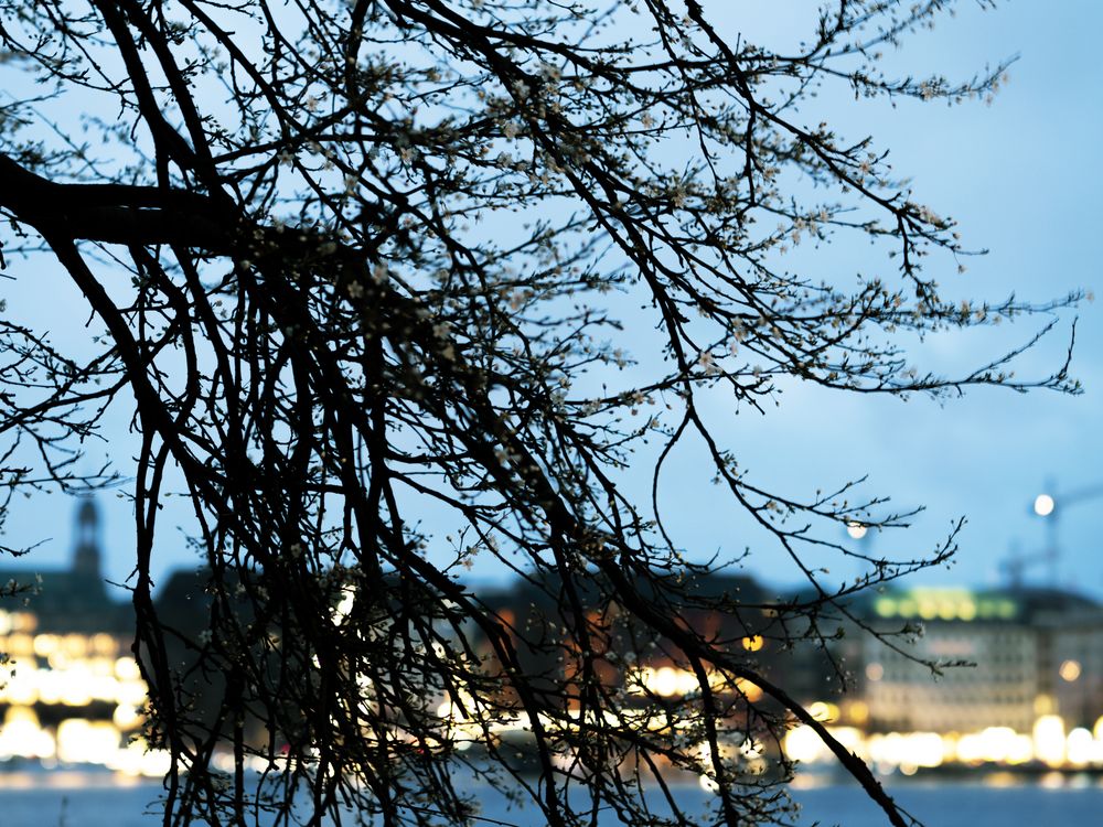 Blüte trotzt Sturm von Tom Knobi