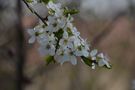 Der Frühling kündigt sich an von Christian Rainer 