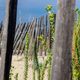 Dnenschutz am Plage de Pampelonne, Cte d